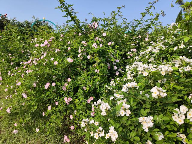 遇見最美月季合肥植物園