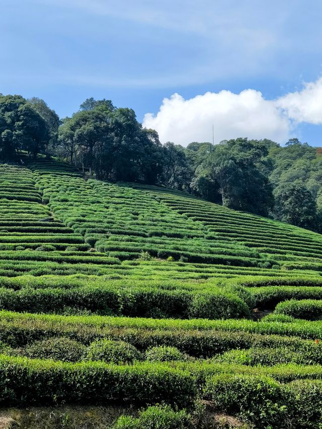 杭州雲徑天竹絕美餐廳碧綠茶田桂花香。