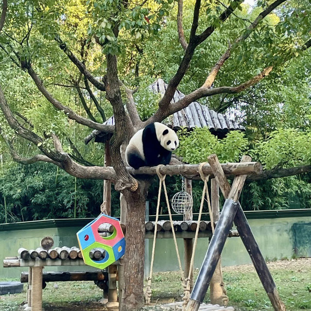 親近自然的歡樂時光——上海野生動物園的奇趣探險