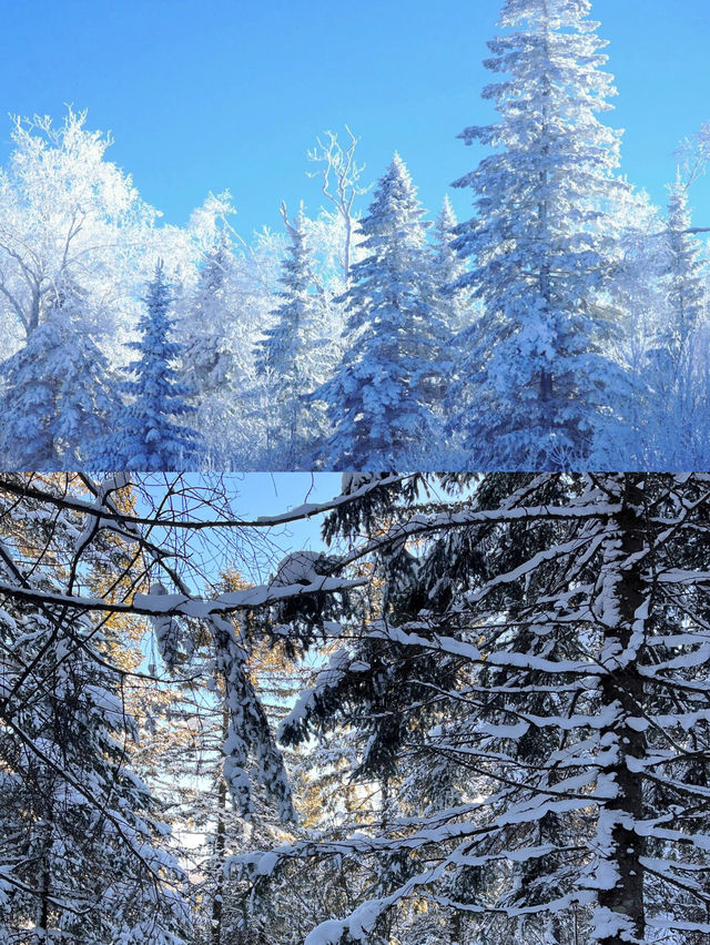 你還記得上一次雪沒過腳踝是什麼時候嗎。