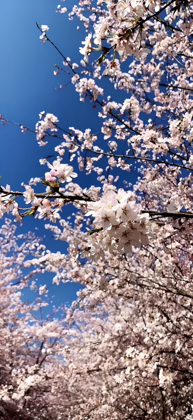 林芝桃花妖妖