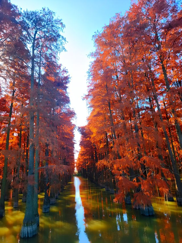 漲渡湖的層林盡染映紅杉