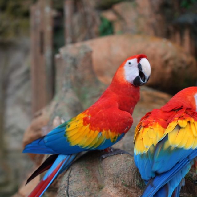 Singapore Zoo