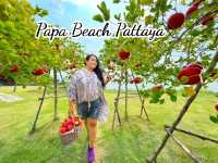 สวนเอเปิ้ล@papa beach