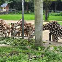 廣州動物園