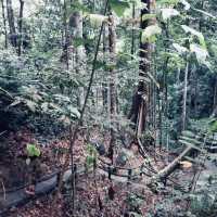 Nature's Hiking Adventure in the Cameron Highlands