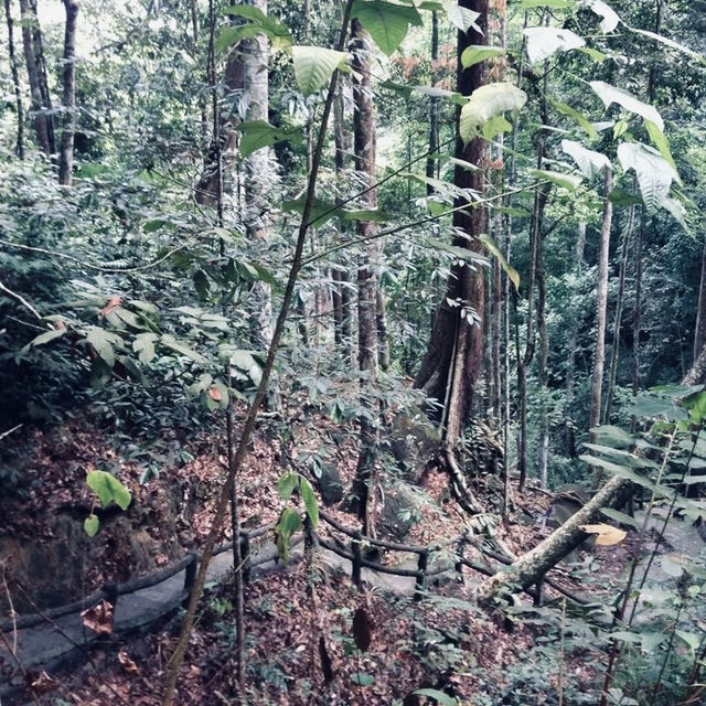 Nature's Hiking Adventure in the Cameron Highlands