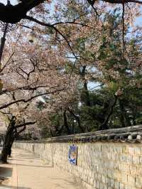 Blooming History: Cherry Blossoms at Daereungwon Tomb Complex