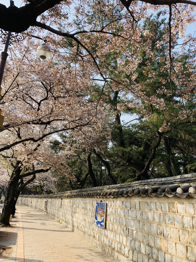 Blooming History: Cherry Blossoms at Daereungwon Tomb Complex