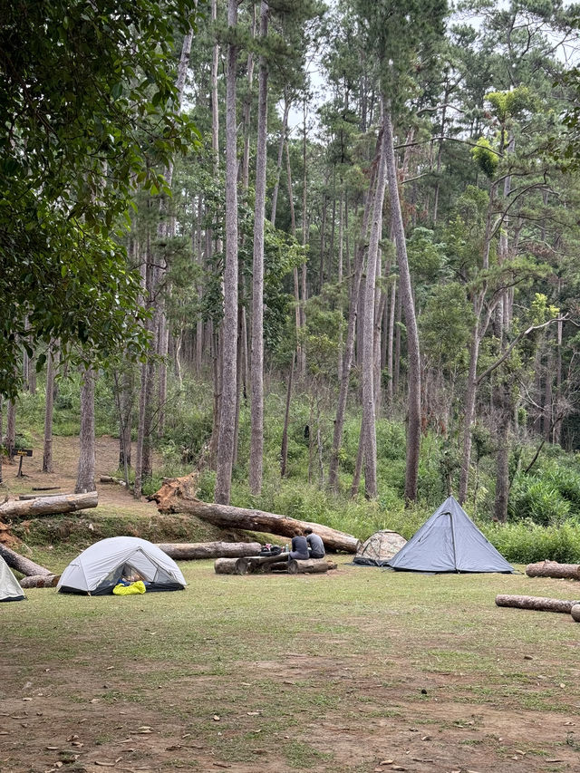 ดอยขุนตาลเดือนธันวา 🏕️🌿🌳✨