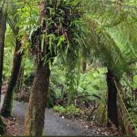 Great Otway National Park, Victoria