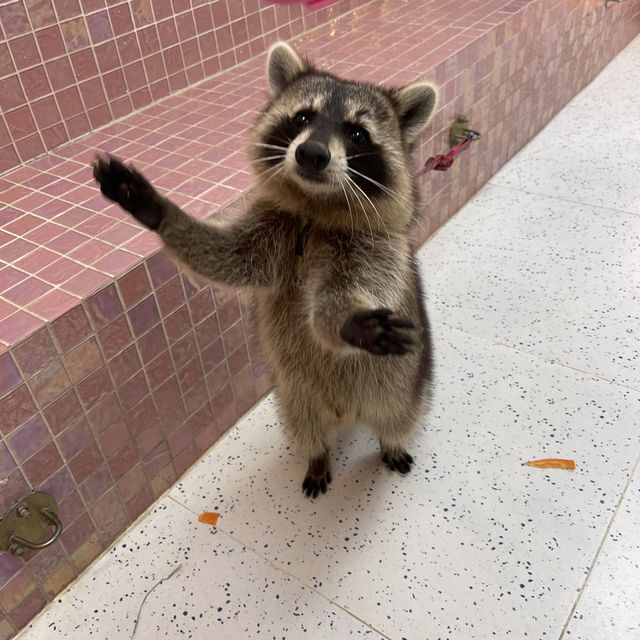 🐾【探索廣州的神奇動物咖】☕️✨