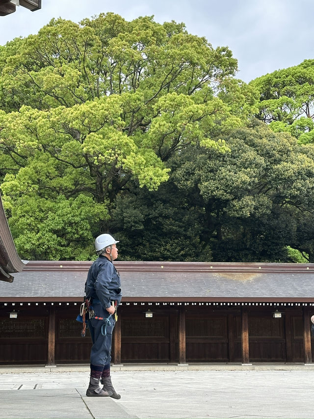 Discover Serenity at Meiji Jingu in Tokyo, Japan