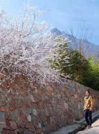 鄭州這個杏花山村快沖錯過再等一年