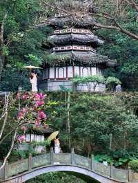 春韵古風丨園博園中式園林賞三角梅