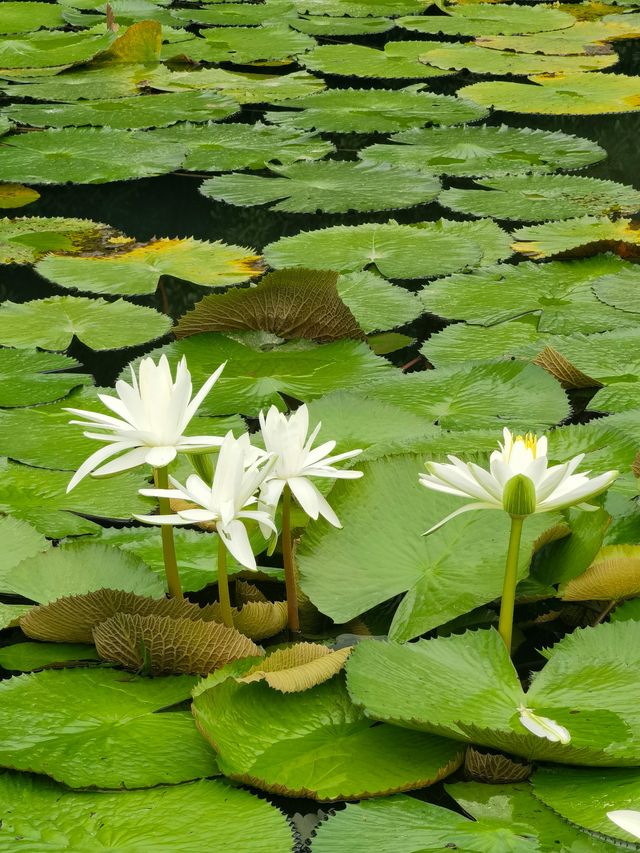 華南國家植物園。