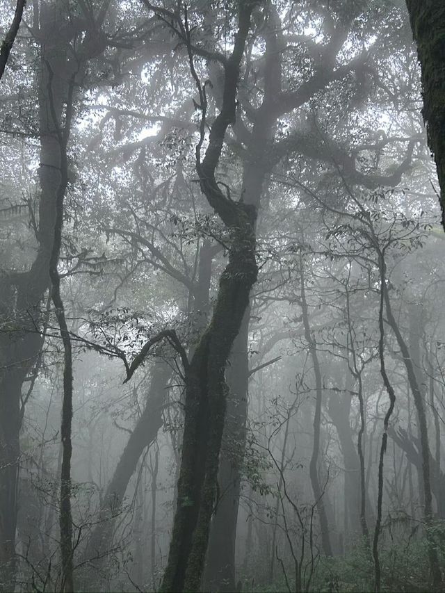 "爆紅"的哀牢山，到底是什麼山？