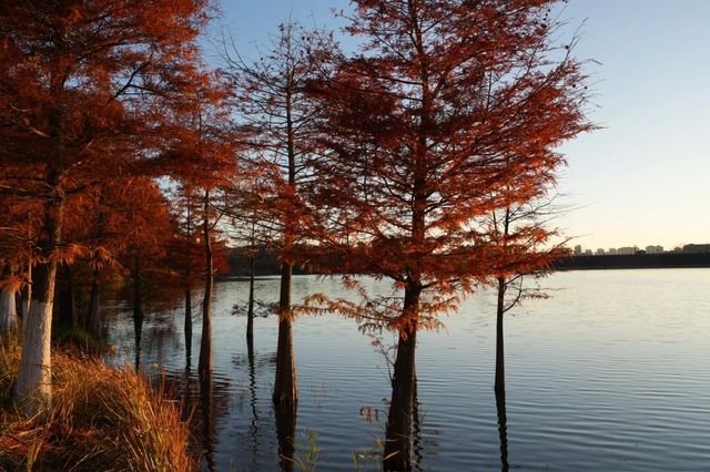 昆明進入油畫季｜呈貢果林水庫紅杉林