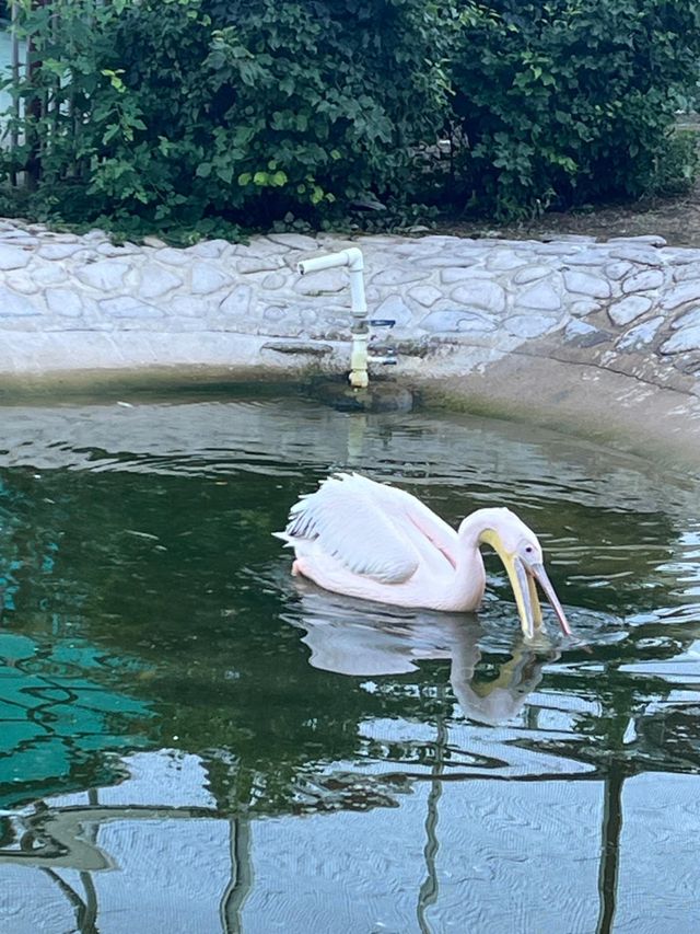 黑龍江齊齊哈爾|龍沙動植物園•看看可愛的小動物們