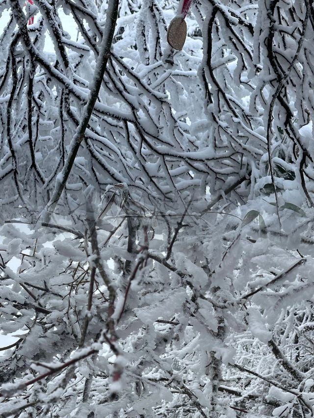 金佛山親子一日遊：冰雪歡樂之旅