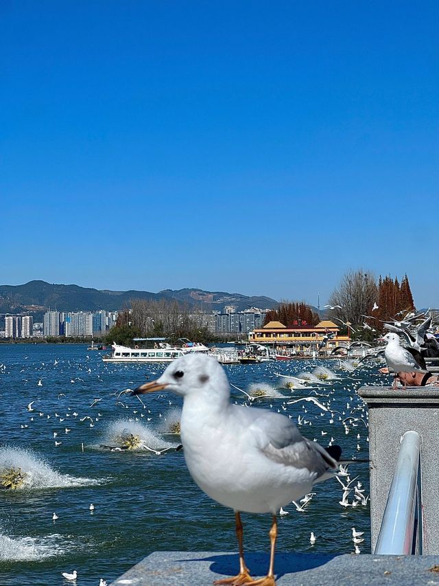 昆明-大理市-麗江6日深度遊 美得令人驚嘆別錯過