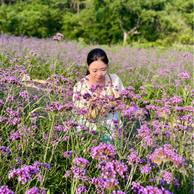 보랏빛 동화속 세상으로 퐁당💜 [하늬라벤더팜]