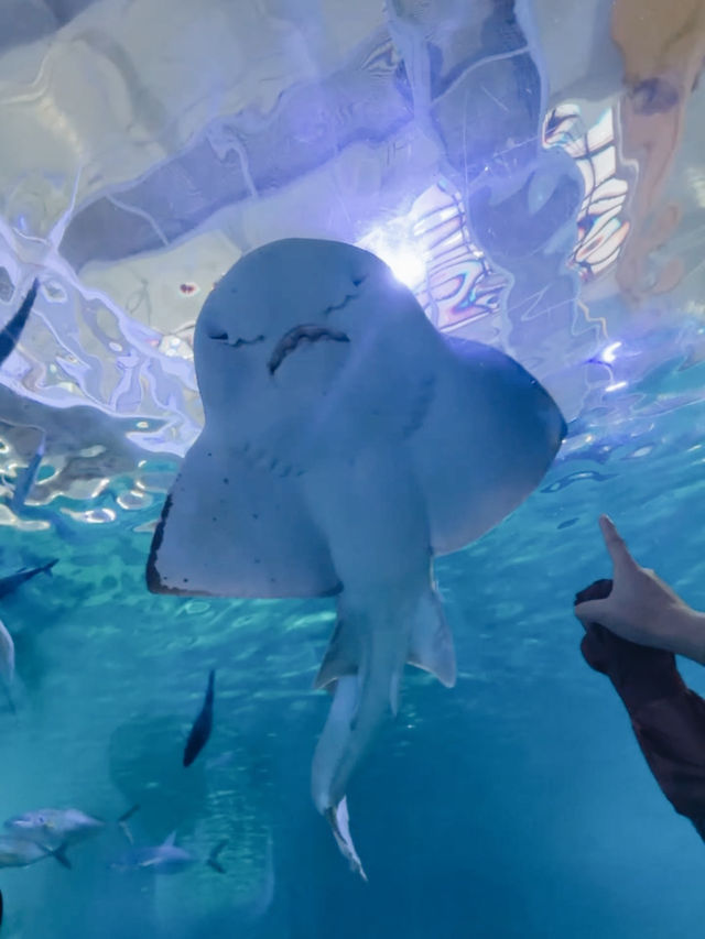 🇰🇷 韓國濟州島最知名的旅遊景點之一！🐠 Aqua Planet水族館