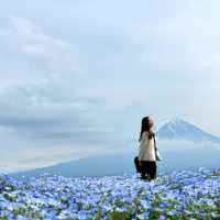 被花包圍的富士山