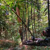 🇲🇾 Reconnect with Nature at Sungai Congkak Recreational Forest