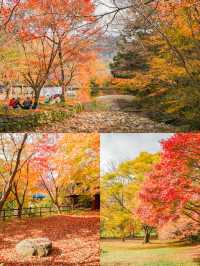 Enchanting Autumn at Naejangsan National Park