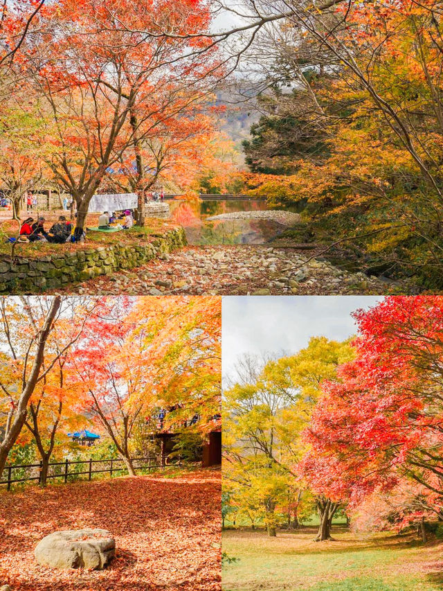 Enchanting Autumn at Naejangsan National Park