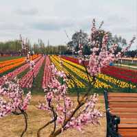 MESMERISING VIEW OF 73 VARIETIES OF TULIPS.