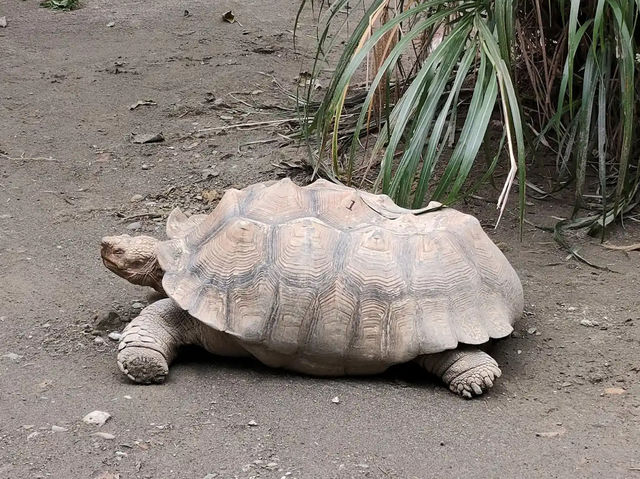  台北市立動物園：台灣最大且最具教育意義的生態樂園