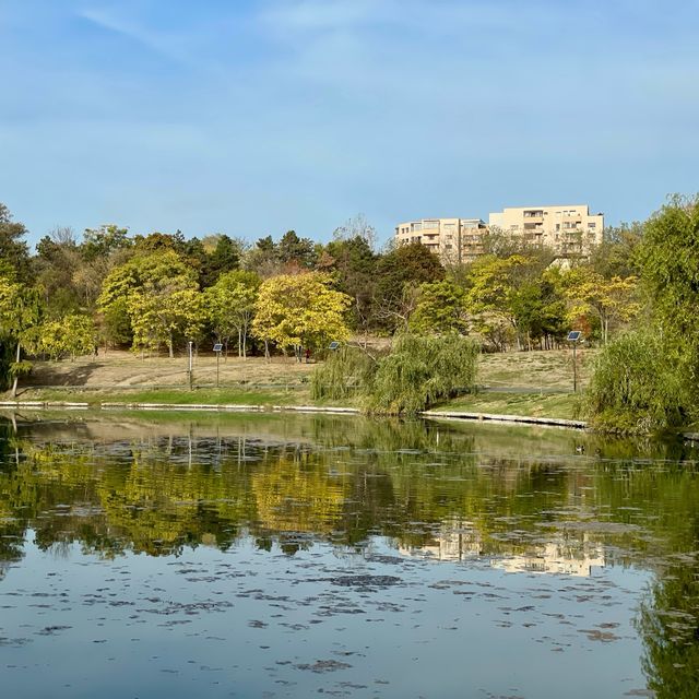 Morning Magic in Tineretului Park