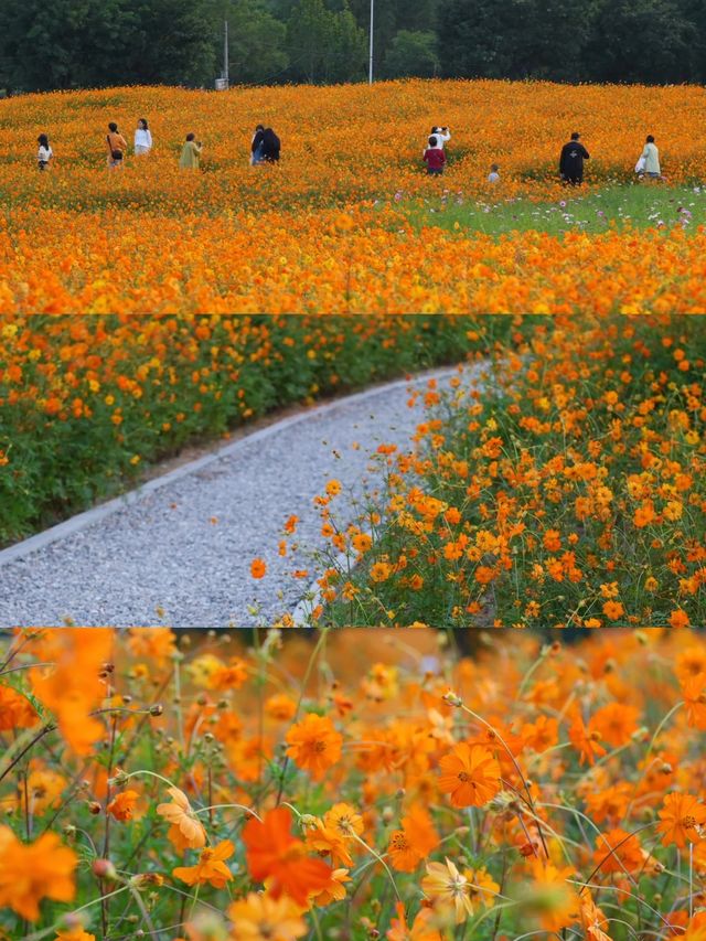 秒殺奧森今年最後的波斯菊花海，給我衝