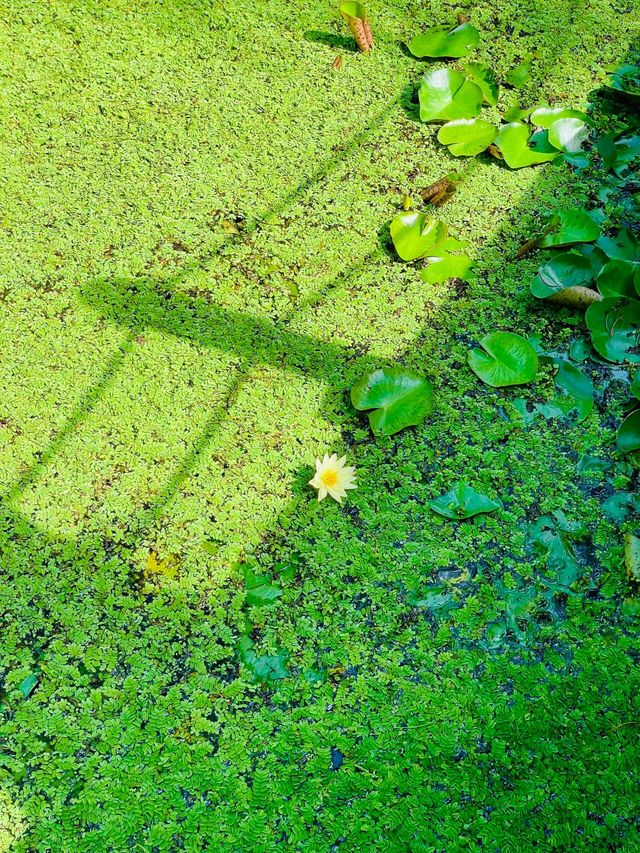 池杉湖濕地公園 | 邂逅自然之美。