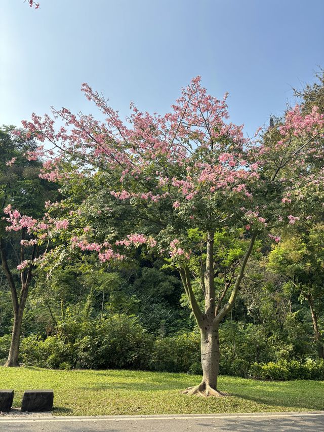 順峰山公園，異木棉的浪漫之約