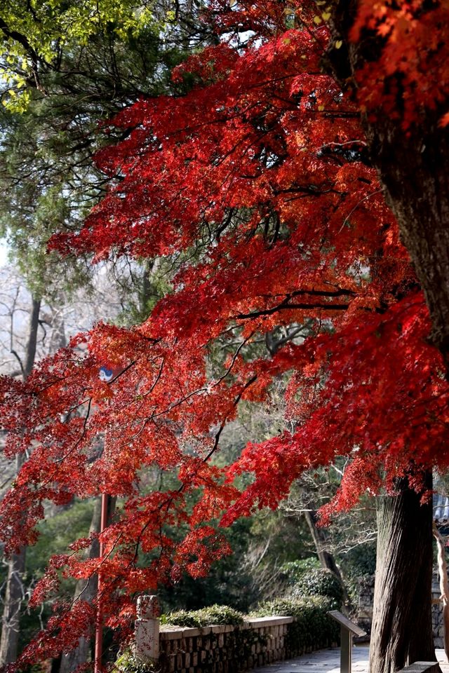 青島的初冬寒風吹紅了太清宮裡的五角楓