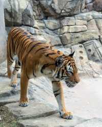 塔爾薩動物園：精彩的野生動物探險之旅 