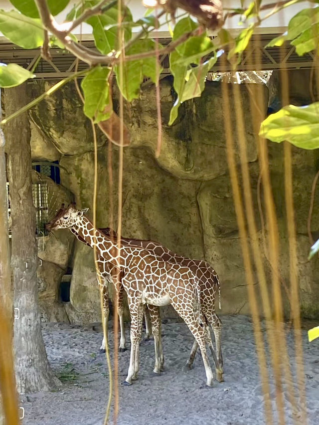 在動物的世界裡尋找純真的台北時光