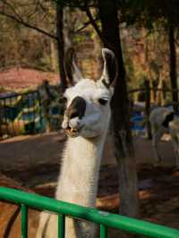 冬季反向目的地特色旅行好去處（附長隆動物園攻略）