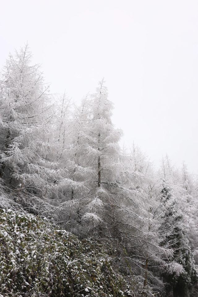 成都出發1.5小時免費觀賞超美霧凇雪景