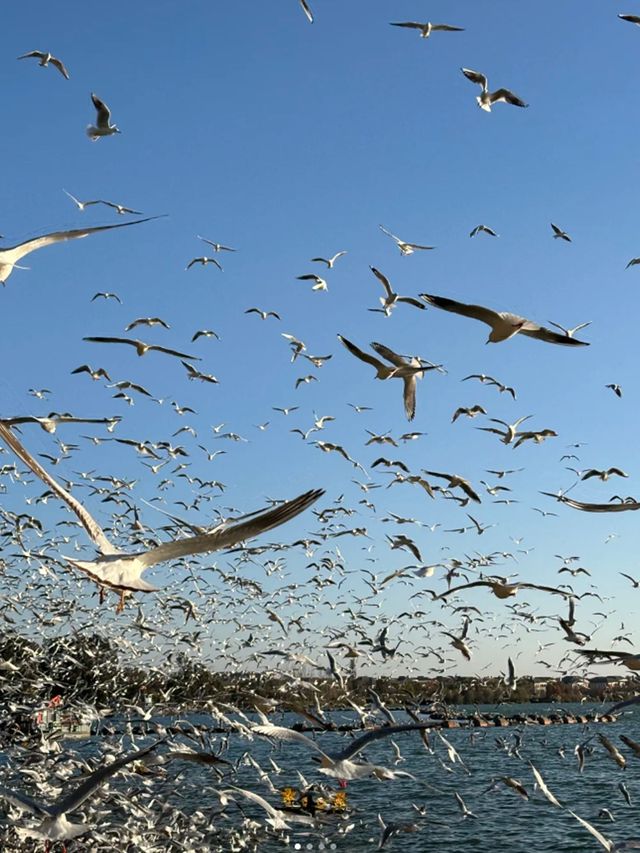 冬日綠野仙蹤：海洪濕地與馬拉松的雙重魅力