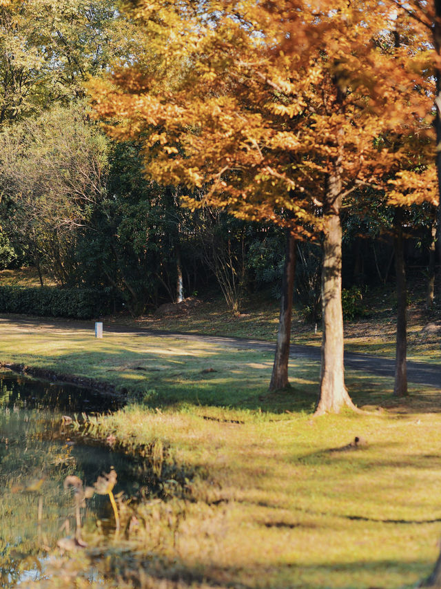 長沙小眾寶藏公園，闖入秋日油畫般紅杉林。