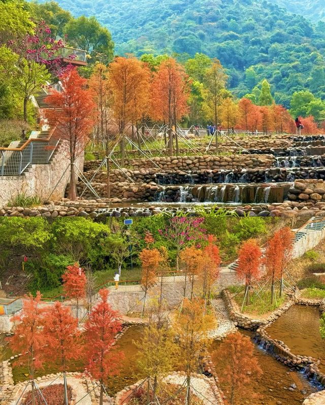 深圳頭陂公園，落羽杉紅透的小眾仙境