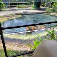 Pattaya Tiger Park