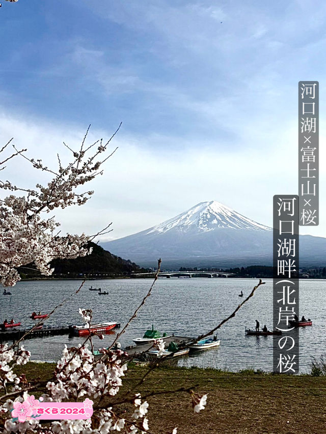 【河口湖畔(北岸)の桜/山梨県】河口湖×富士山×桜