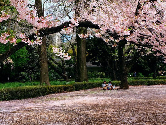 🌸 Cherry blossom bliss! 🌸