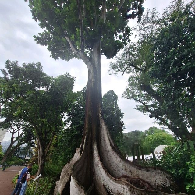 唔去唔知有咁靚 Fort Canning Park