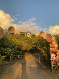 ทุ่งดอกบัวตอง | แม่ฮ่องสอน ⛰️🌼🌿🌳